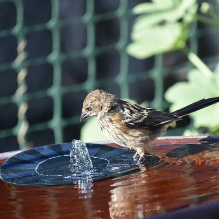 Solar Outdoor Floating Fountain for Garden Pond